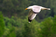 Larus argentatus